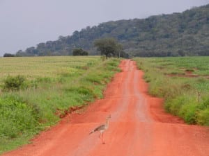 Siriema atravessando estrada próximo à Bonito, Mato Grosso do Sul