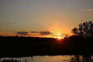 Pôr do sol na Fazenda Aguape com jacarés e pássaros, Pantanal, Mato Grosso do Sul