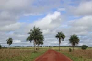 Planície pantaneira cortada por uma estrada pantaneira, Mato Grosso do Sul
