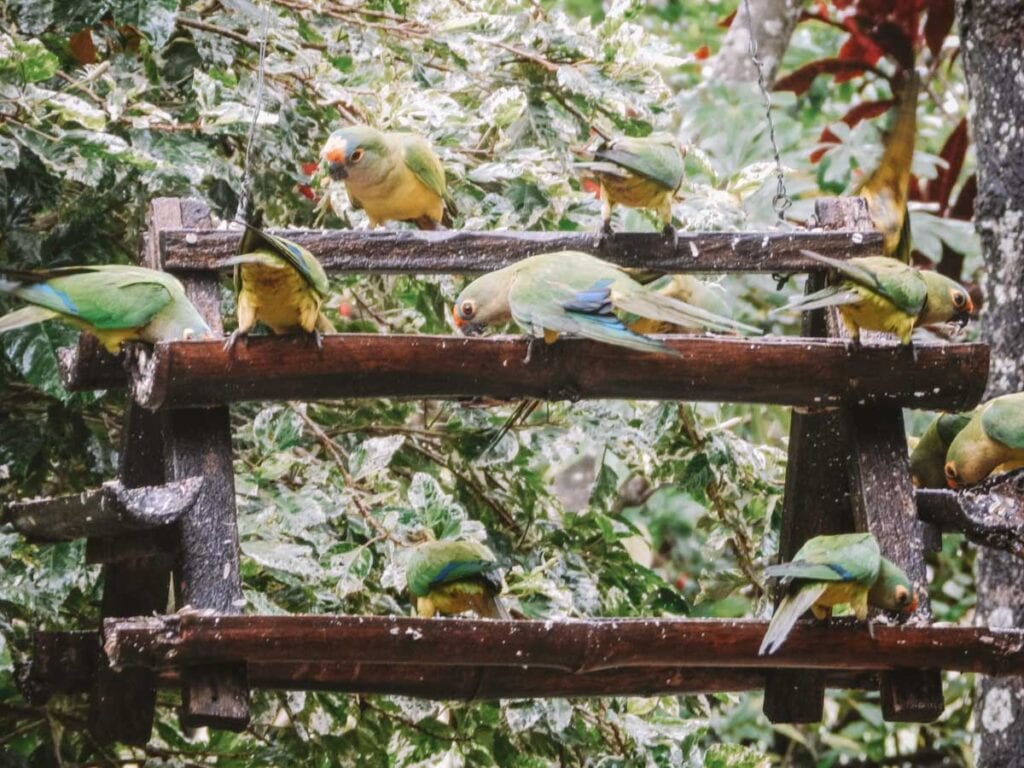 Pássaros se alimentando no Recanto Ecológico Rio da Prata, Bonito, Mato Grosso do Sul