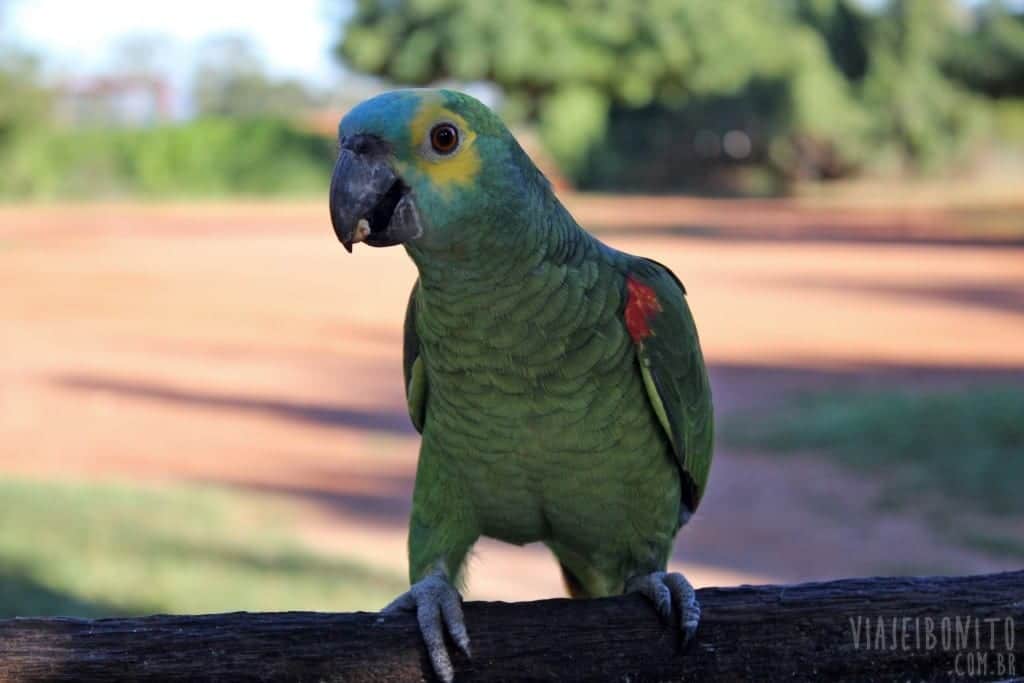 Papagaio na recepção da Fazenda San Francisco, em Miranda, Mato Grosso do Sul