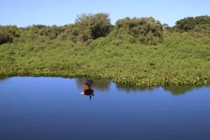 Gavião pegando piranha jogada pela guia, durante passeio de chalana pela Fazenda San Francisco, em Miranda, Mato Grosso do Sul