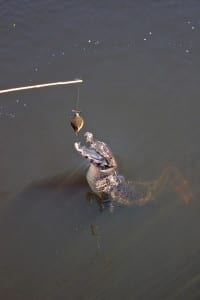 Jacaré tentando abocanhar a piranha durante Passeio de Chalana pela Fazenda San Francisco, em Miranda, Mato Grosso do Sul