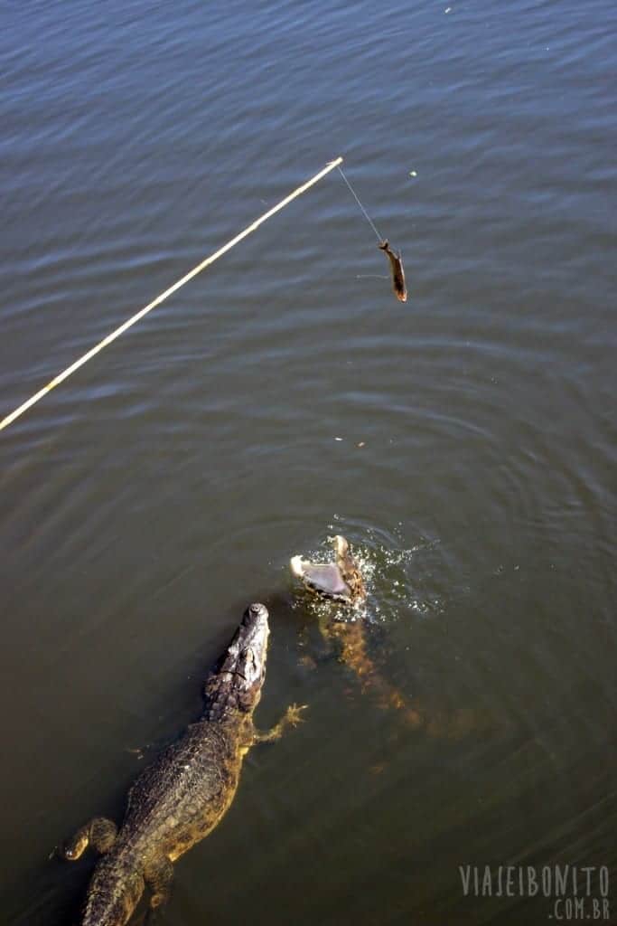 Jacarés disputando uma Piranha durante passeio de chalana pela Fazenda San Francisco, em Miranda, Mato Grosso do Sul