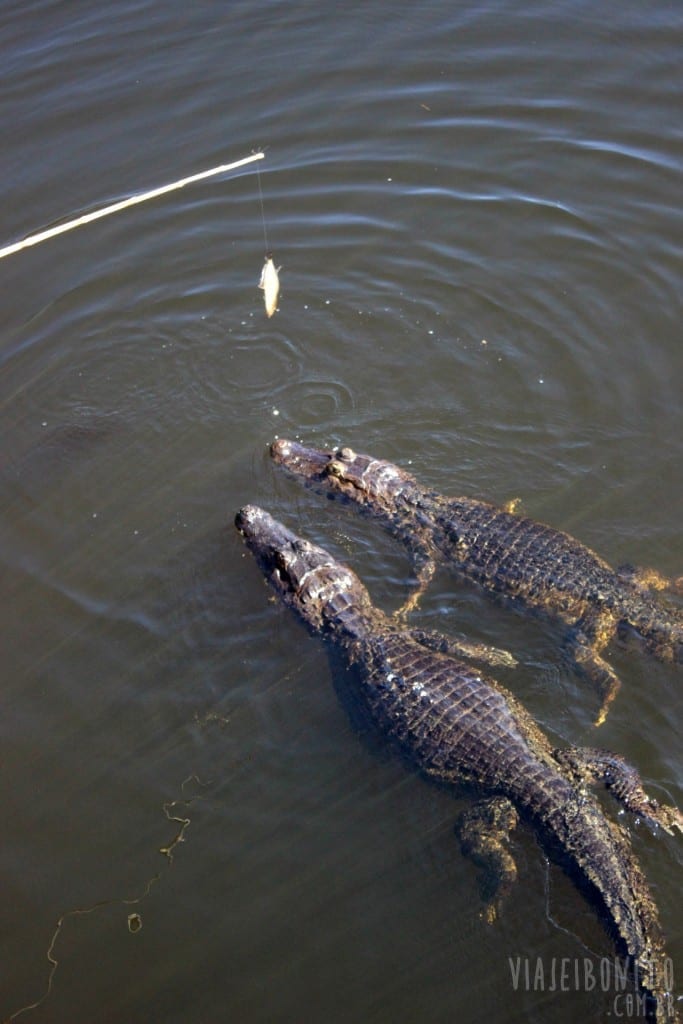 Jacarés disputando uma Piranha durante passeio de chalana pela Fazenda San Francisco, em Miranda, Mato Grosso do Sul
