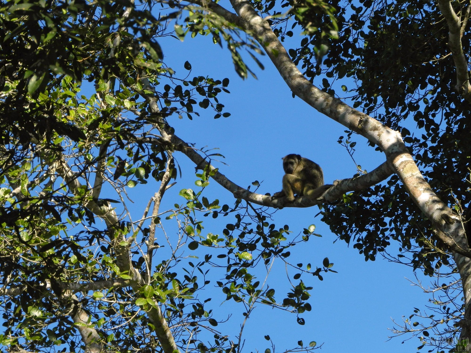 Macaquinho solitário avistado durante passeio de Chalana no Pantanal, Miranda, Mato Grosso do Sul
