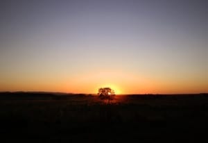 Por-do-sol pantaneiro com uma única árvore no horizonte durante o Safari pela Fazenda San Francisco, em Miranda, Mato Grosso do Sul