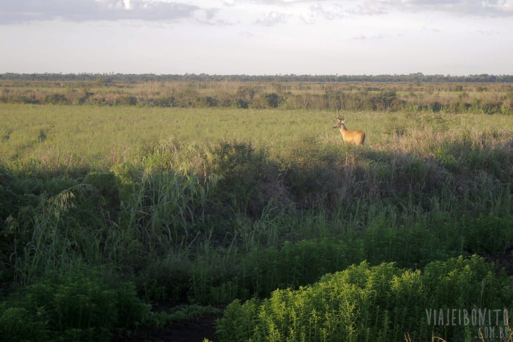 Cervo do Pantanal macho avistado durante safari pela Fazenda San Francisco, em Miranda, Mato Grosso do Sul