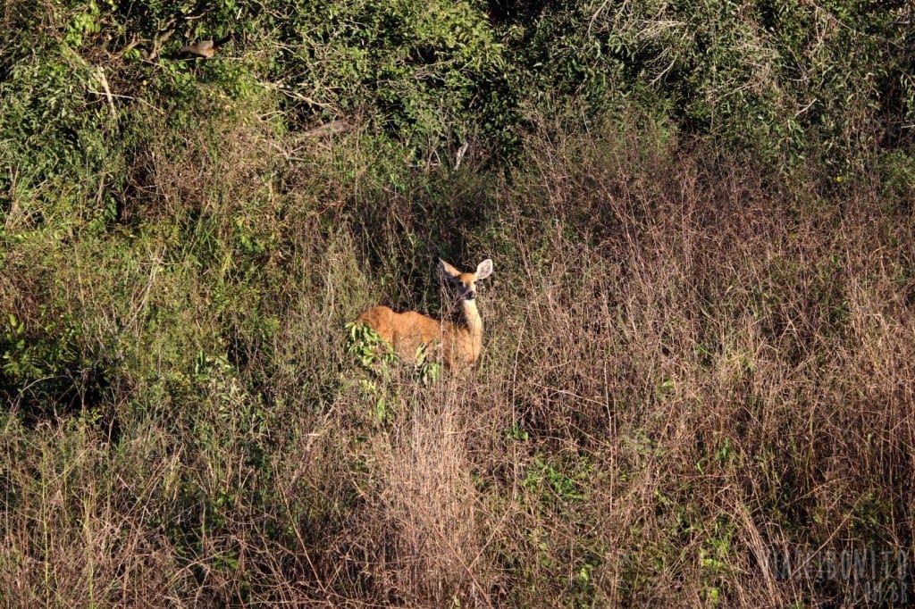Cervo do Pantanal fêmea avistada durante safari pela Fazenda San Francisco, em Miranda, Mato Grosso do Sul