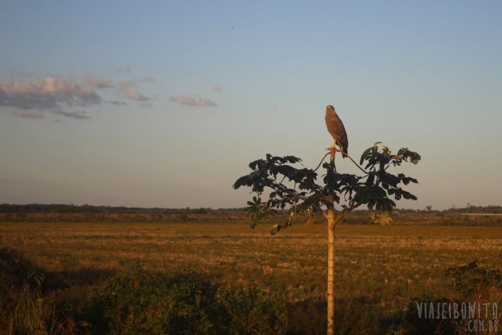 Gavião avistado durante safari pela Fazenda San Francisco, em Miranda, Mato Grosso do Sul