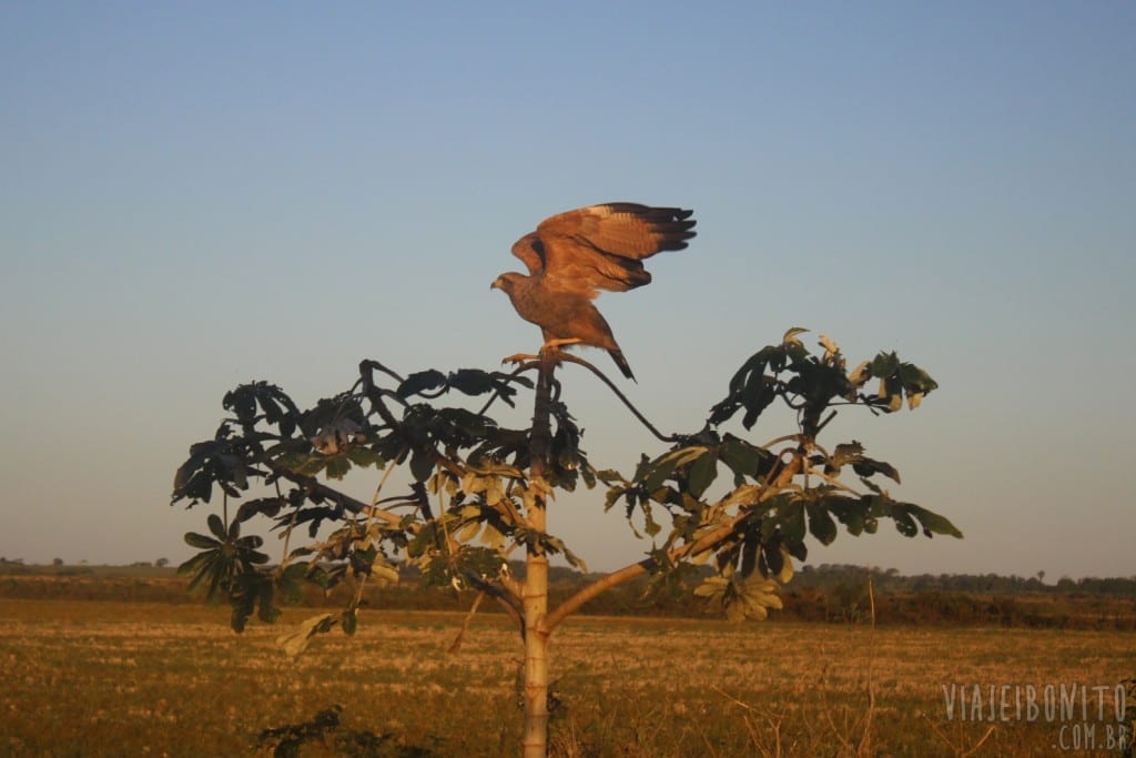 Gavião avistado durante safari pela Fazenda San Francisco, em Miranda, Mato Grosso do Sul