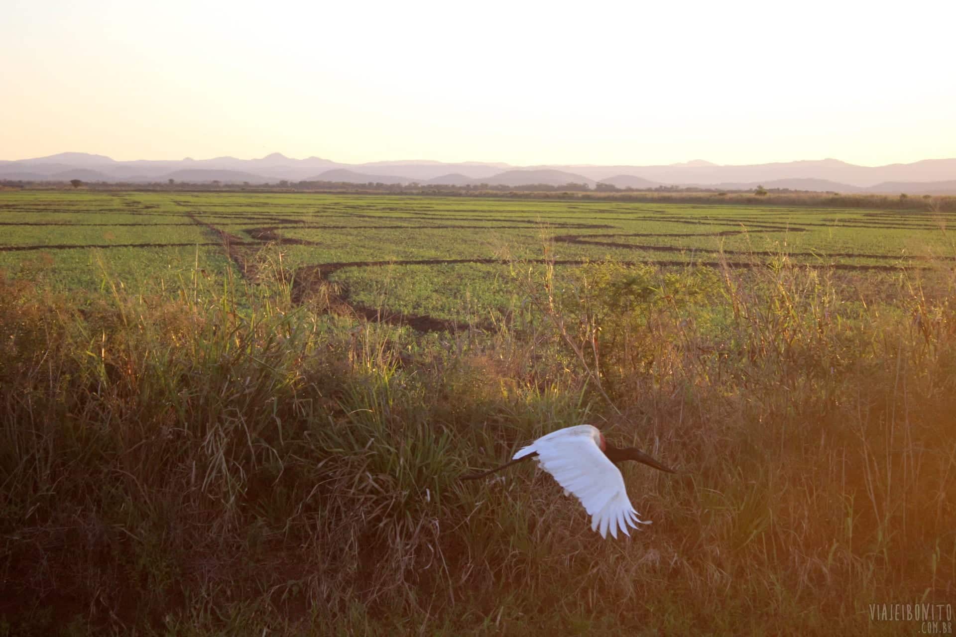Tuiuiú voando ao nosso lado durante sarafi pela Fazenda San Francisco, em Miranda, Mato Grosso do Sul