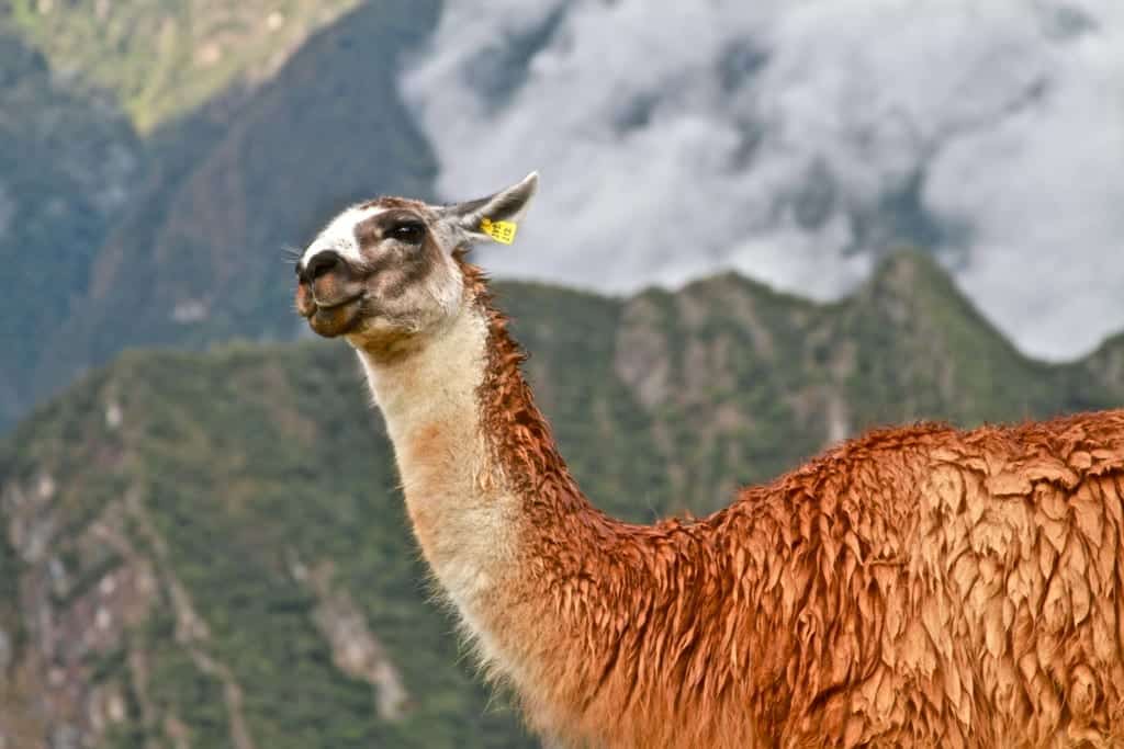  ¡Hola! ¿Qué Tal?, diz a lhama em Machu Picchu. Créditos: Paul Silva / Fonte: Flickr