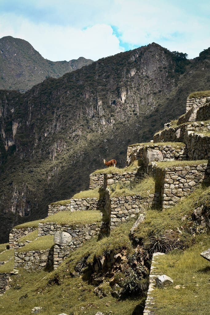 Lhama em meio aos terraços agrícolas de Machu Picchu, no Peru