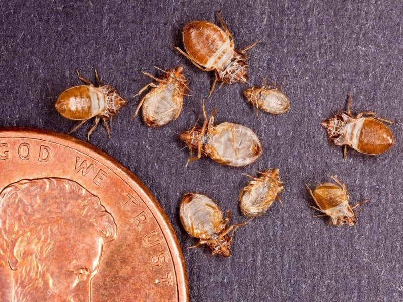 Bed bugs: como identificar e se livrar do seu pior pesadelo
