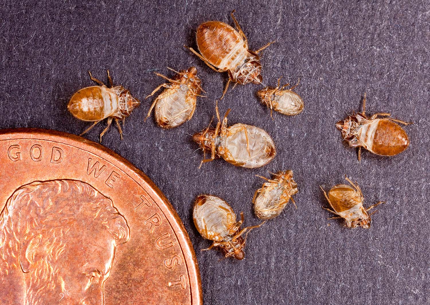 Bed bugs: como identificar e se livrar do seu pior pesadelo