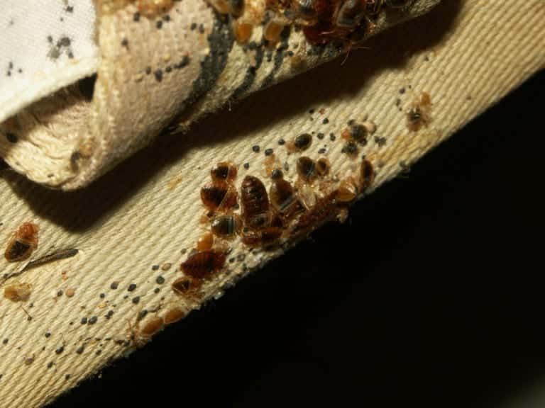 do bed bugs infest mattresses