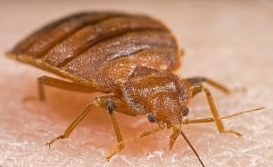 Bed bug, um bicho tão pequeno que pode arruinar a sua viagem