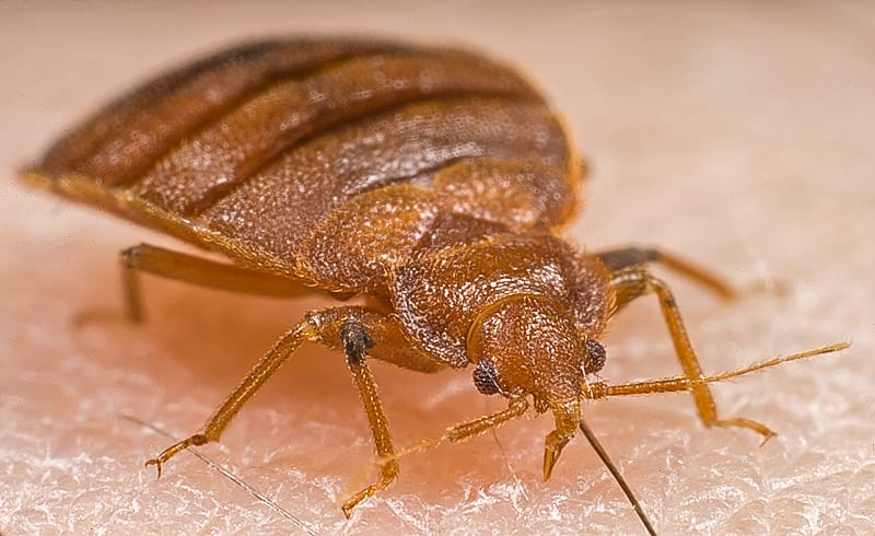 Bed bug, um bicho tão pequeno que pode arruinar a sua viagem.
