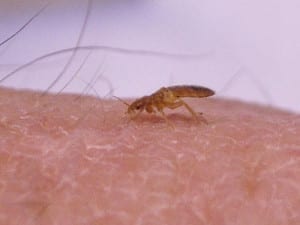 Bed bugs ou percevejos  se alimentam de sangue humano