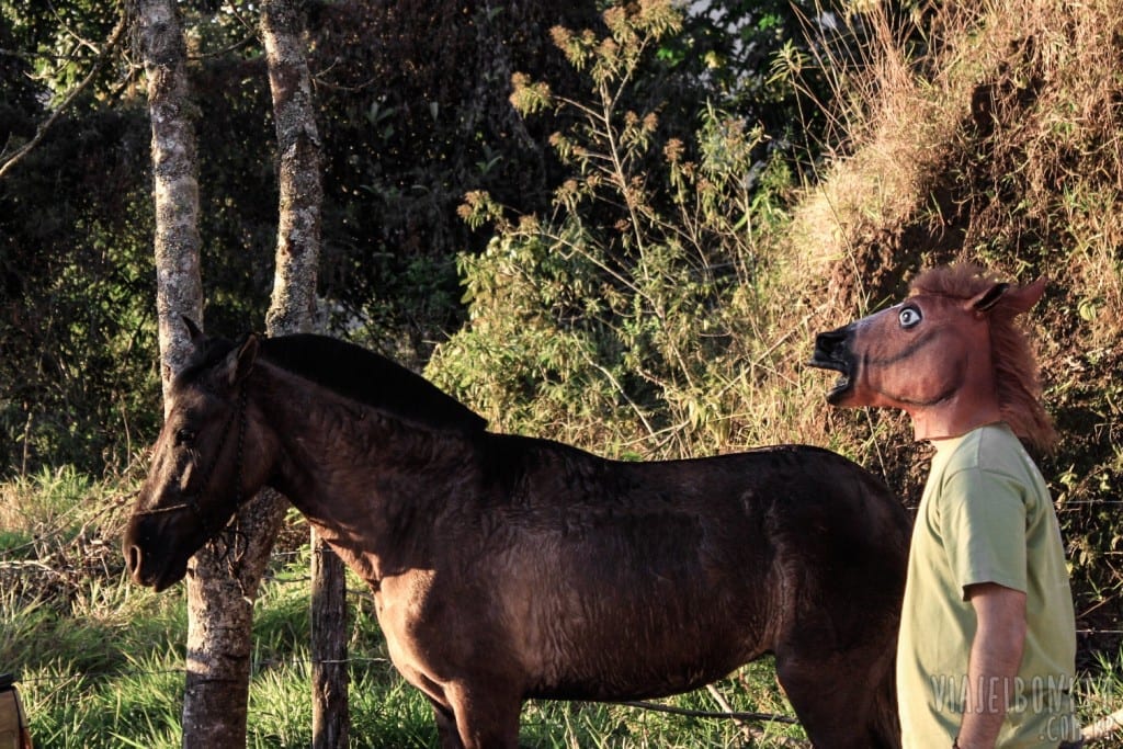Cavalos em Itatiaia