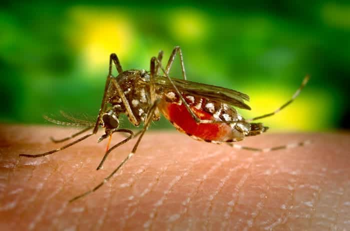 aedes aegypti, transmissor de doenças como zika, dengue e chikungunya. 