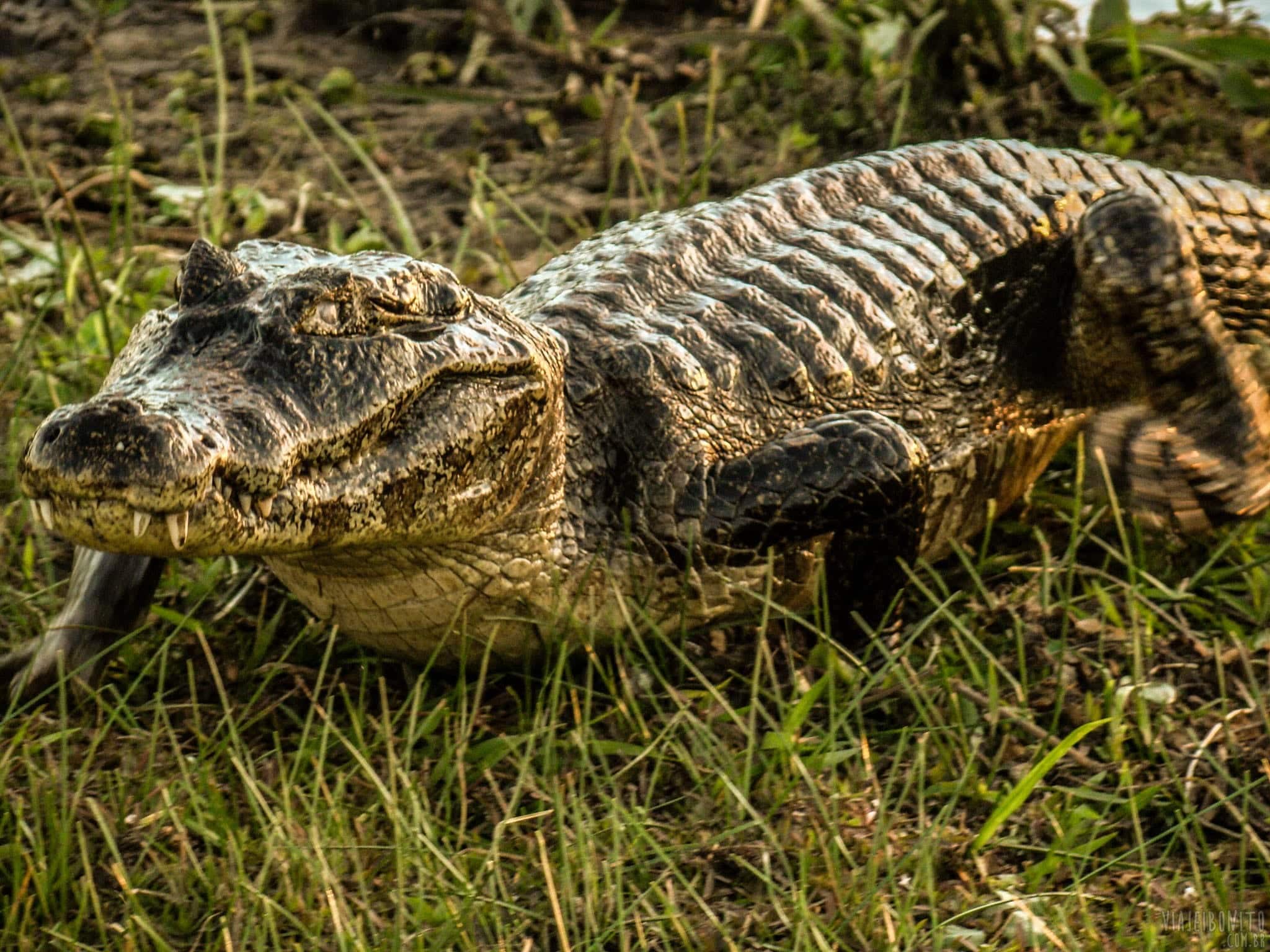 Jacarés do Pantanal Sul, uma experiência incomparável