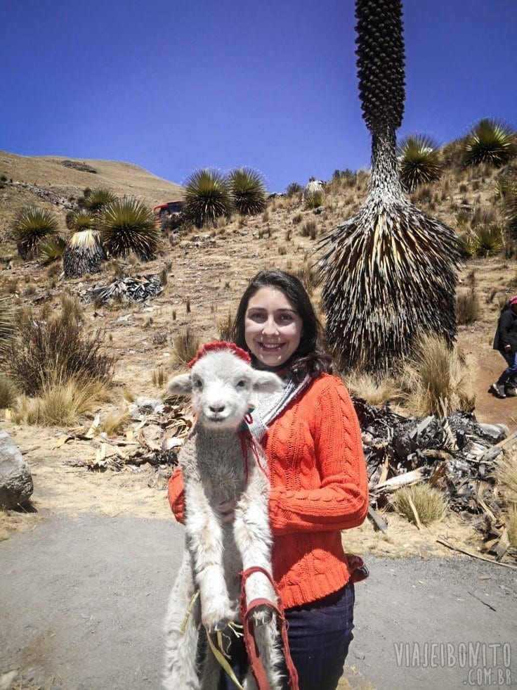 No Peru, até os animais são amigáveis