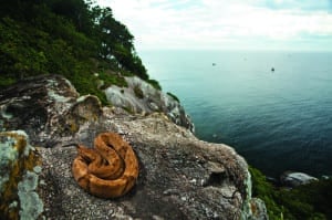 O acesso à Ilha de Queimada Grande é proibido devido à grande quantidade de cobras peçonhentas