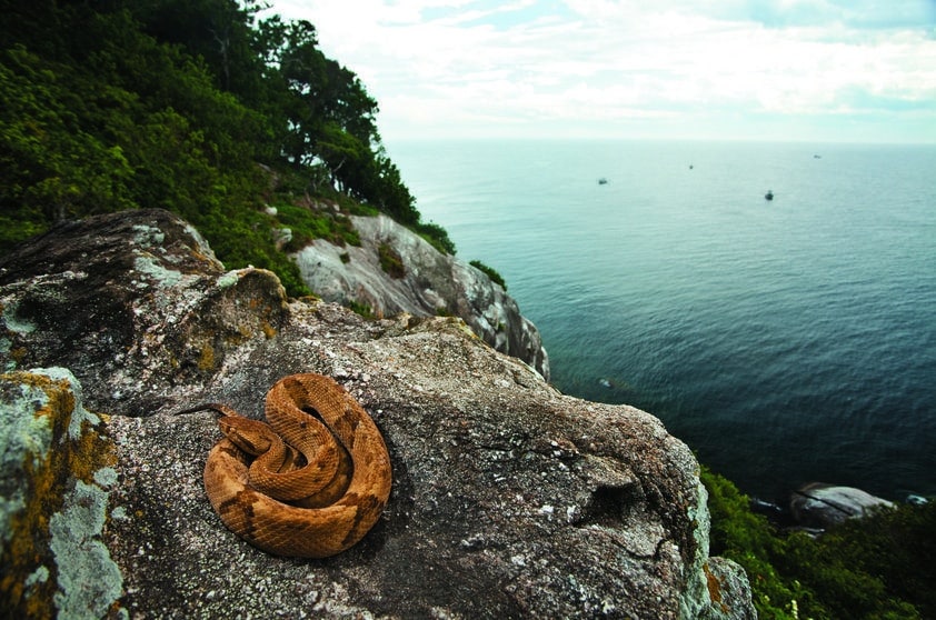 O acesso à Ilha de Queimada Grande é proibido devido à grande quantidade de cobras peçonhentas.