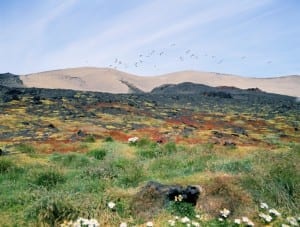 O acesso à Surtsey é restrito para que a sucessão ecológica ocorra sem intervenção humana