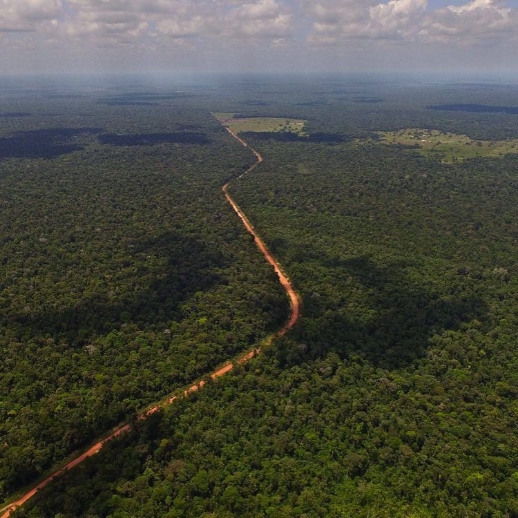 Mais de 90% do território do Suriname é coberto pela Floresta Amazônica.