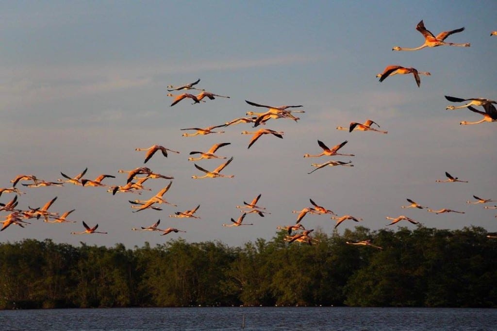 Assistir ao voo dos flamingos em Nickerie, no Suriname.