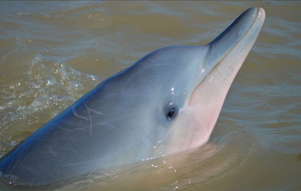 Observar golfinhos no Rio Commewijne.