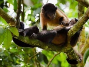 Macacos sapajus brincando nas árvores do Suriname