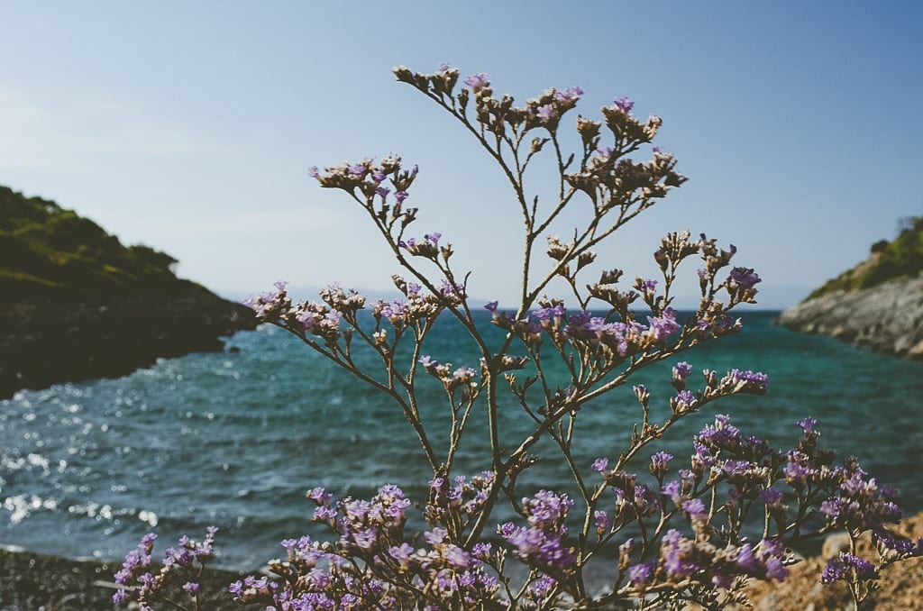 As flores e o mar na praia de Aponisos, ilha de Agistri, na Grécia