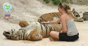 Turista fazendo carinho na barriga do tigre, se expondo ao risco de ser atacada por ele. Tiger Temple, Chiang Mai, Tailândia