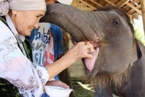 Lena Toksanbaeva alimentando um elefante na Tailândia