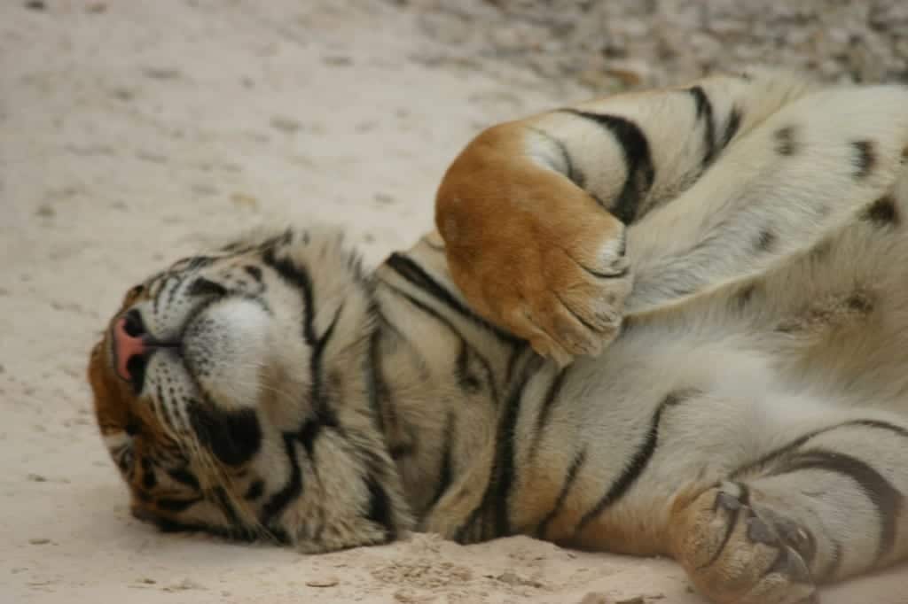 Tigre dormindo no Tiger Temple, em Chiang Mai, Tailândia