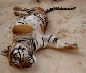 Tigres eram mal alimentados e dopados no Tiger Temple, em Chiang Mai, Tailândia