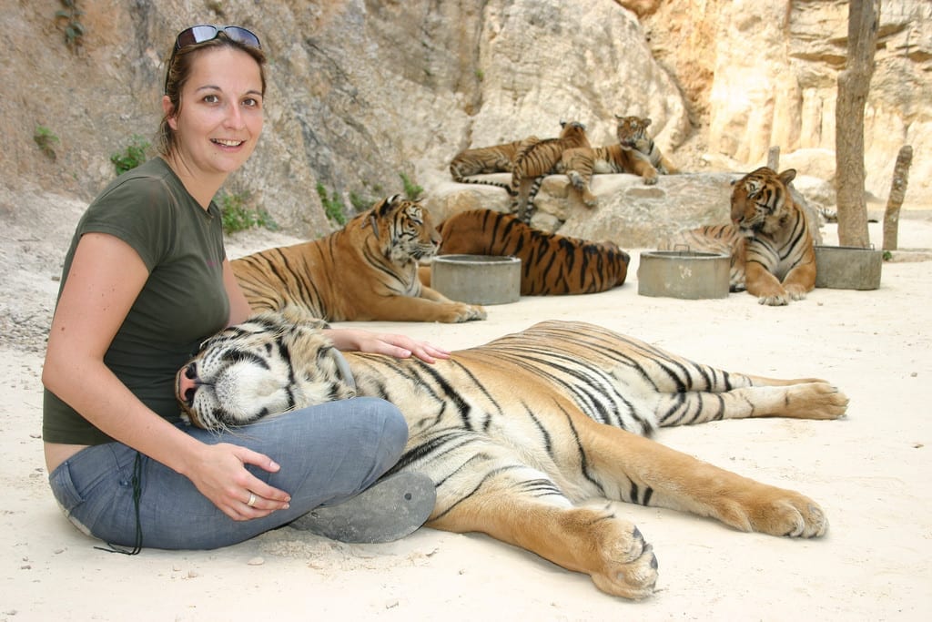 Turistas se aproximavam dos tigres, que mal conseguiam se mover. No Tiger Temple, Chiang Mai