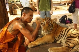 Monge com um dos 147 tigres do Tiger Temple, em Chiang Mai