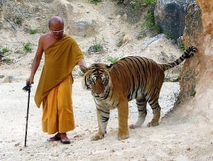 Monge conduz um tigre pelo Tiger Temple, em Chiang Mai, Tailândia