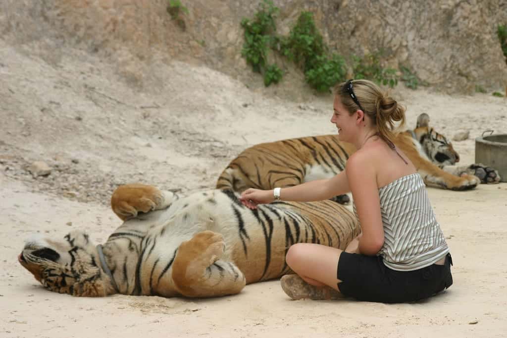 Turista fazendo carinho na barriga do tigre, se expondo ao risco de ser atacada por ele. Tiger Temple, Chiang Mai, Tailândia