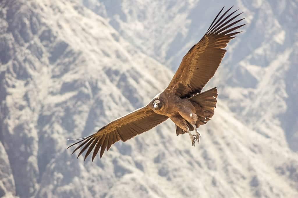 Condor sobrevoando o Cañon del Colca, em Arequipa, Peru