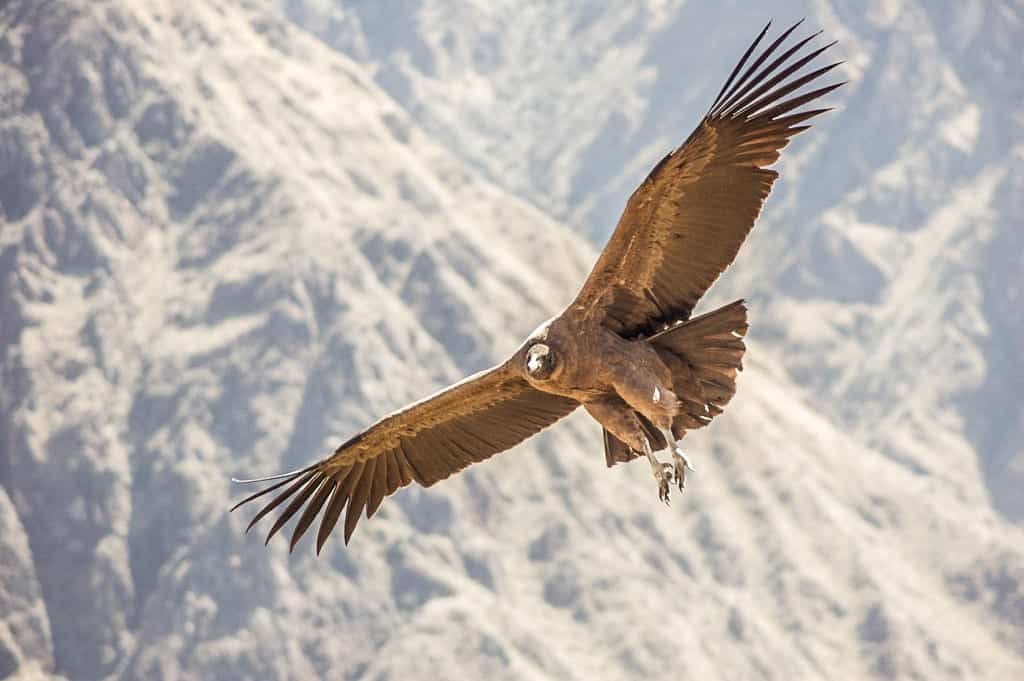 Arequipa: a loucura que eu fiz para ver o voo do Condor