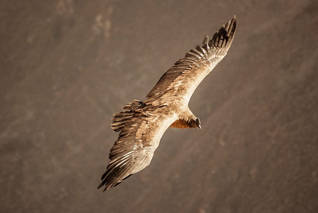 É preciso chegar cedo ao Mirador Cruz del Condor, em Arequipa, Peru