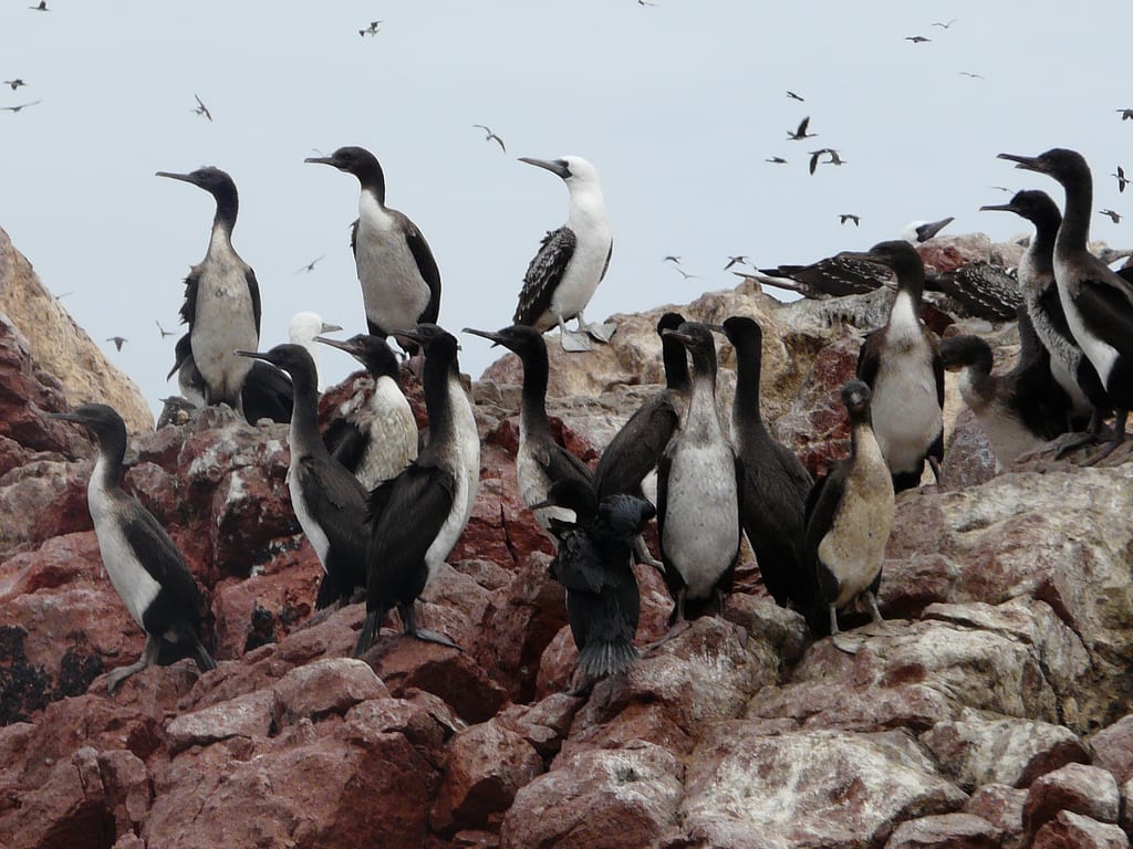 A fauna das slas Ballestas é bastante rica e diversificada