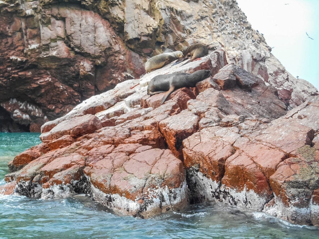 Leão marinho nas Islas Ballestas, no Peru