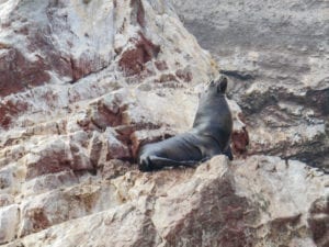 Leões marinhos nas Islas Ballestas, no Peru
